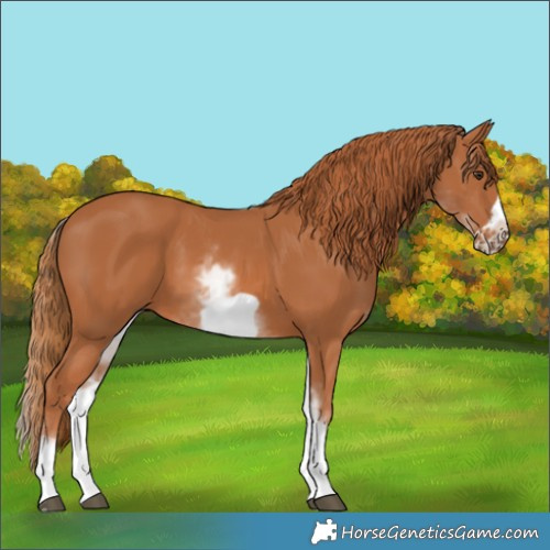 Horse Color:White Spotted Chestnut Frame 