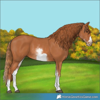Horse Color:White Spotted Chestnut Frame