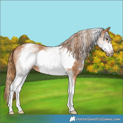 Horse Color:White Spotted Chestnut Frame 