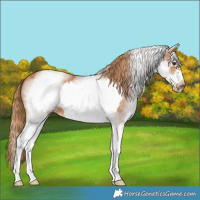 Horse Color:White Spotted Chestnut Frame 
