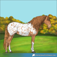 Horse Color:Chestnut Tobiano Appaloosa