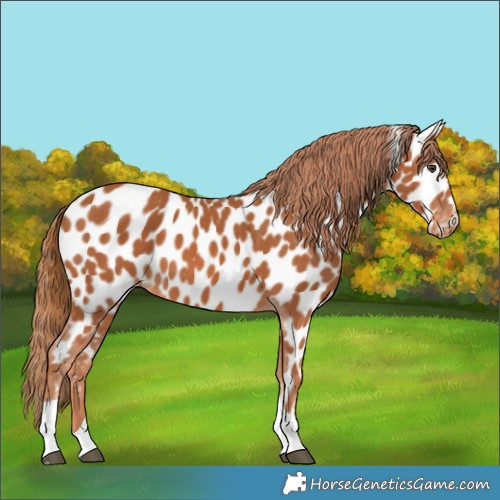 Horse Color:Chestnut Tobiano Near Leopard 