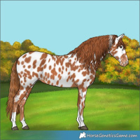 Horse Color:Chestnut Tobiano Appaloosa 
