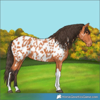 Horse Color:Bay Tobiano Near Leopard 