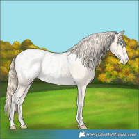 Horse Color:Perlino Blanket 