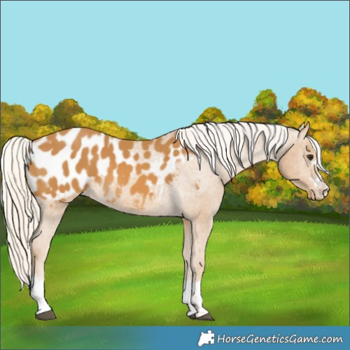 Horse Color:Palomino Appaloosa 