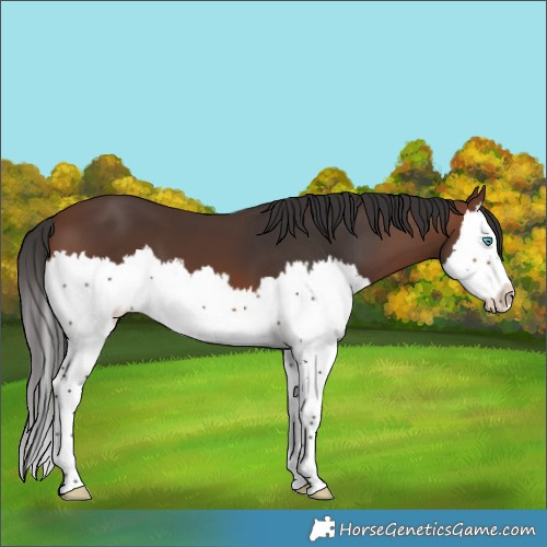 Horse Color:Brown Splash 