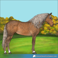 Horse Color:Chocolate Palomino