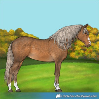 Horse Color:Chocolate Palomino