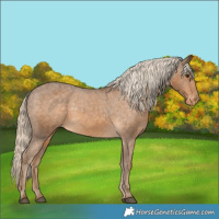 Horse Color:Chocolate Palomino Appaloosa