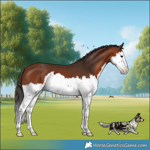 Horse Color:Bay Splash 