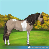 Horse Color:Liver Red Dun Tobiano Rabicano 