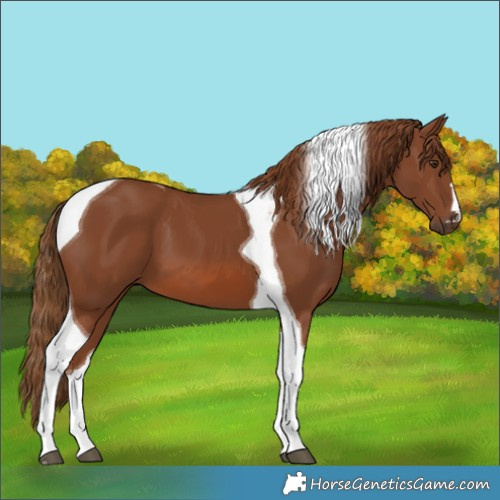 Horse Color:Chestnut Tobiano