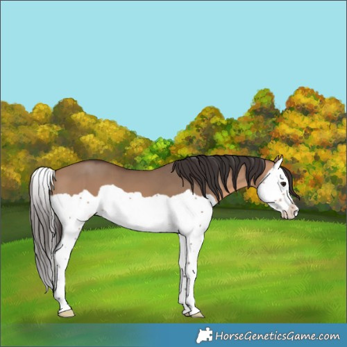 Horse Color:Bay Dun Splash