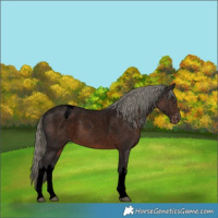Horse Color:Void White Spotted Liver Chestnut Mushroom Appaloosa 