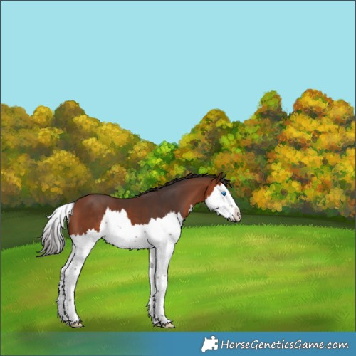 Horse Color:Bay Splash