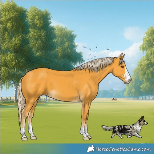 Horse Color:Palomino