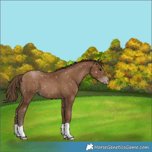 Horse Color:Gray Black Pearl Appaloosa