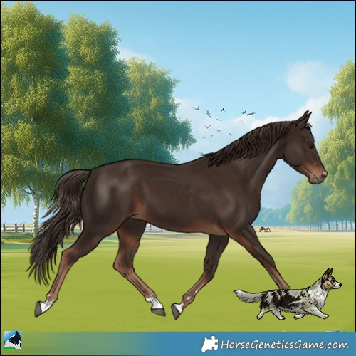 Horse Color:Liver Chestnut 