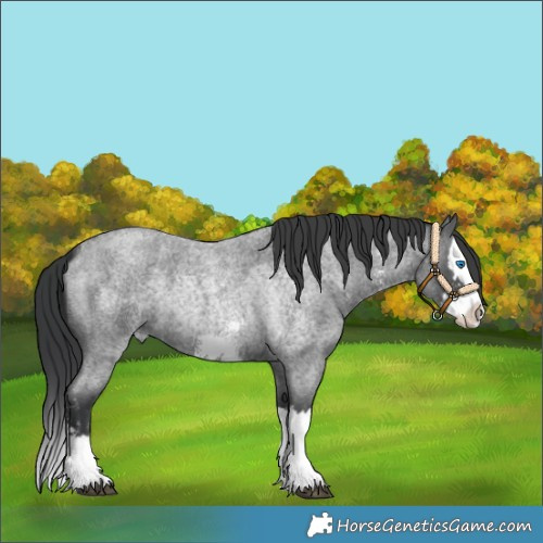 Horse Color:Blue Roan Sabino Splash and Blue Roan Sabino Splash