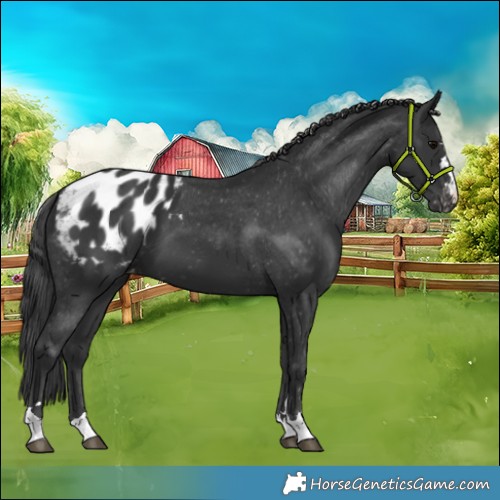 Horse Color:Black Appaloosa 