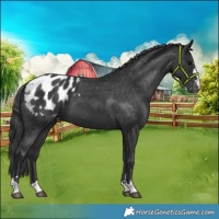 Horse Color:Black Appaloosa