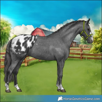 Horse Color:Black Blanket 