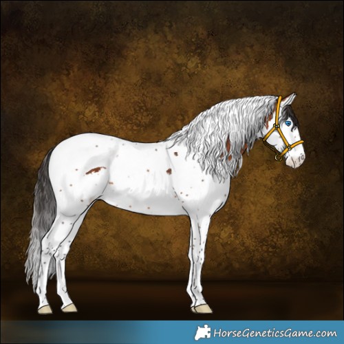 Horse Color:Bay Splash Tobiano