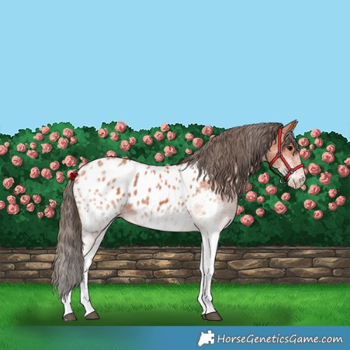 Horse Color:White Spotted Bay Appaloosa 