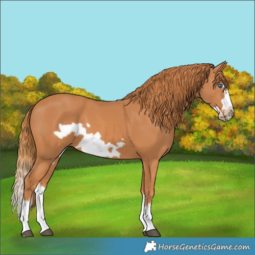 Horse Color:Chestnut Splash Frame