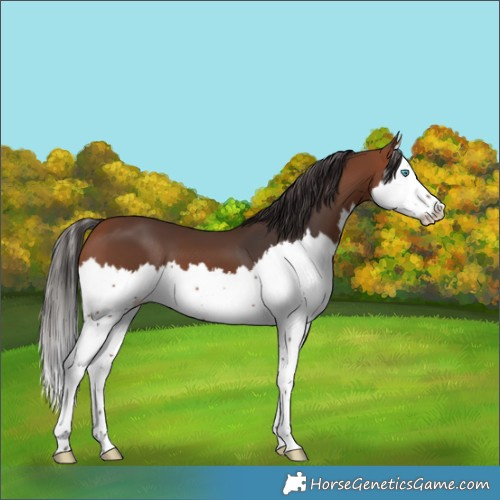 Horse Color:Bay Splash 