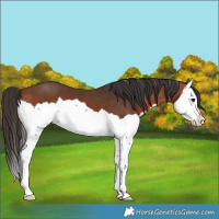 Horse Color:Bay Splash 