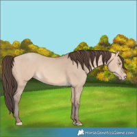 Horse Color:Amber Champagne Dun 