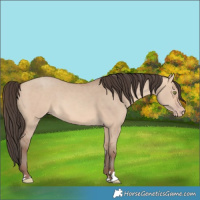 Horse Color:Amber Champagne Dun 