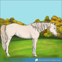 Horse Color:Perlino