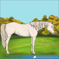 Horse Color:Perlino