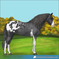 Horse Color:Black Splash Tobiano Appaloosa