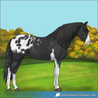 Horse Color:Black Splash Tobiano Appaloosa