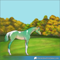 Horse Color:Watercolor Buckskin Tobiano Rabicano 