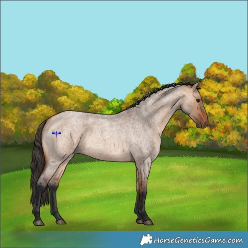 Horse Color:Bay Roan Dun 
