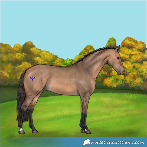 Horse Color:Bay Dun