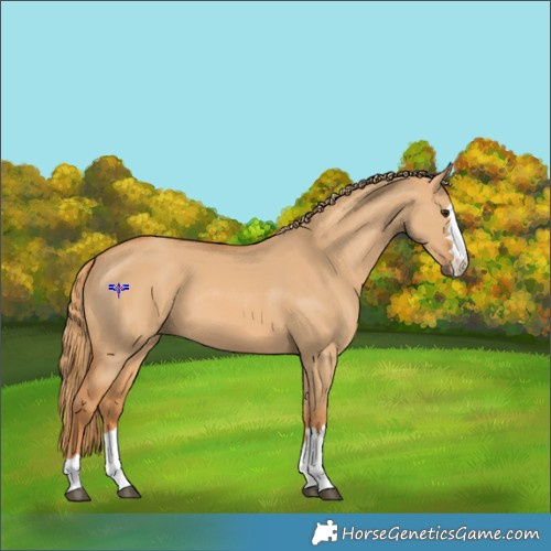 Horse Color:Red Dun 