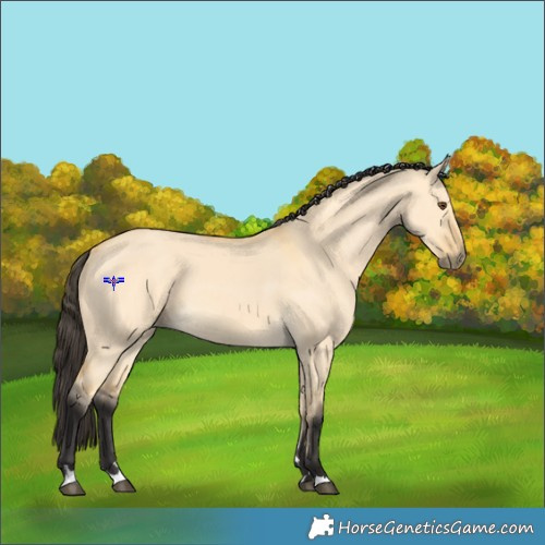 Horse Color:Buckskin Dun 