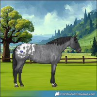 Horse Color:Blue Roan Appaloosa