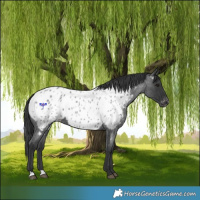 Horse Color:Blue Roan Appaloosa