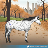 Horse Color:Blue Roan Appaloosa 