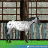 Horse Color:Blue Roan Appaloosa 
