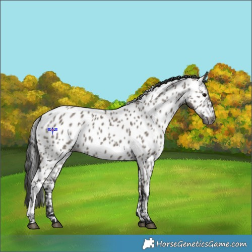 Horse Color:Gray Grullo Appaloosa
