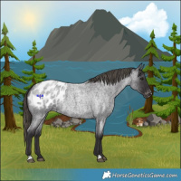 Horse Color:Smoky Blue Roan Appaloosa 
