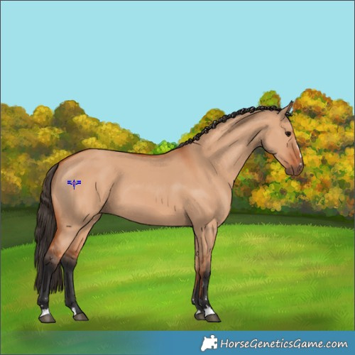 Horse Color:Bay Dun 